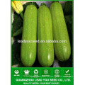 NSQ101 Haoa qualité vert hybride graines de courgettes, graines de légumes